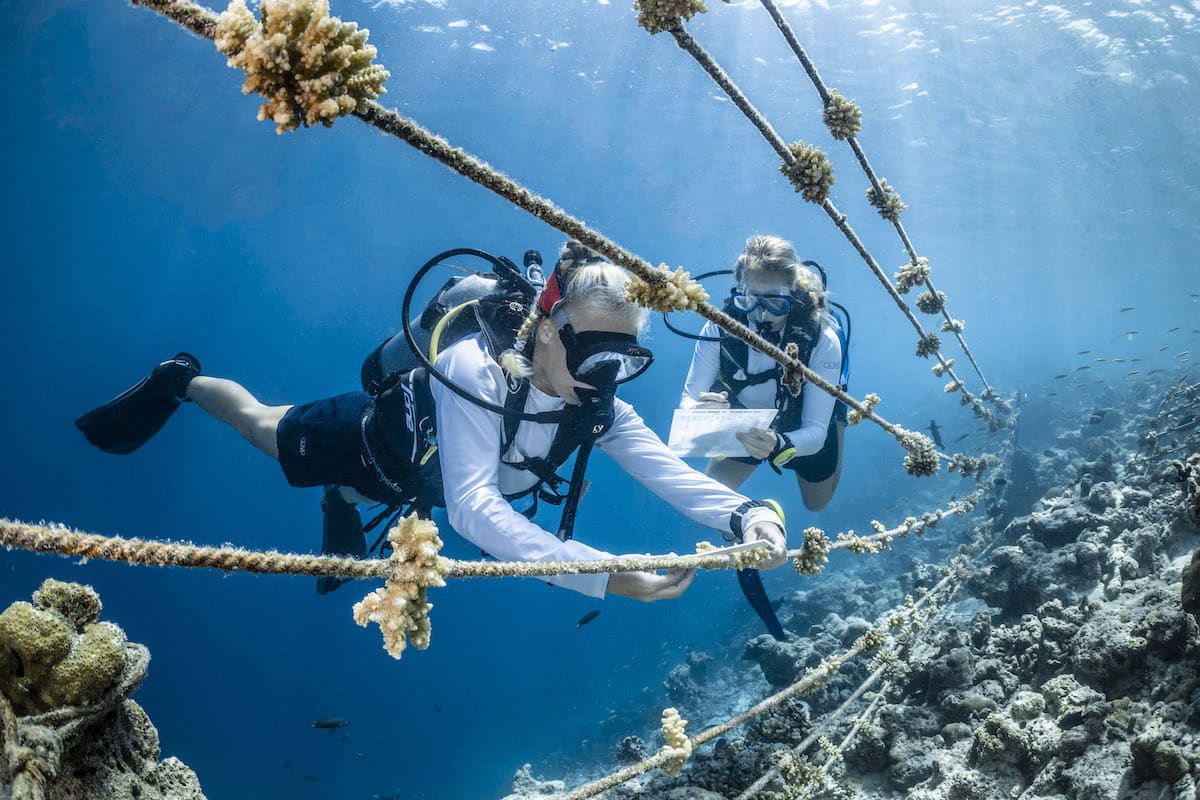 IocUnesco's tweet photo. Read โAn apercu of the current status of women in ocean scienceโ which presents an overview of available information on womenโs education careers in ocean science, largely based on the #GOSR2020 ๐ https://t.co/NJyCsbV3Qm
GOSR2020 ๐ https://t.co/BMD1ytlWNH https://t.co/cd0zElOaZX