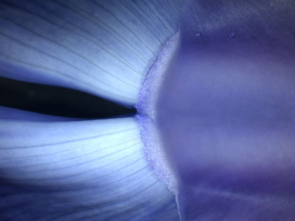 2 weeks + 15k living plant specimens + microscopy lab = Arnold Arboetum’s summer course on Plant Morphology. Apply now! arboretum.harvard.edu/research/progr…