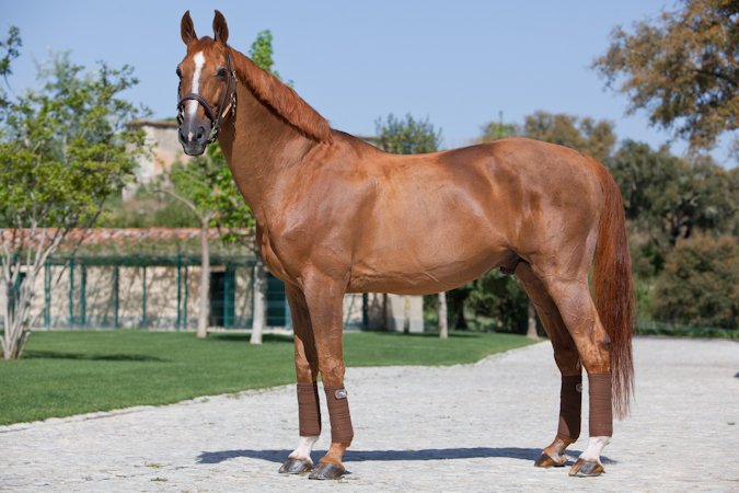 hj_exchange's tweet photo. On the left: The legendary Baloubet du Rouet
On the right: Granddaughter Celebrity Paris

"Paris" was imported in 2019 &amp; is schooling through 1.45m. She's one of several available with Wellington-based seller Celebrity Farms:
↬ https://t.co/ANkHsxm03q https://t.co/Y9Biy7SKBV