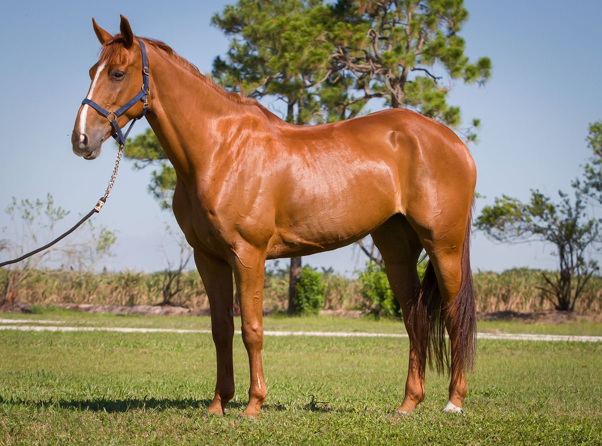 On the left: The legendary Baloubet du Rouet
On the right: Granddaughter Celebrity Paris

"Paris" was imported in 2019 &amp; is schooling through 1.45m. She's one of several available with Wellington-based seller Celebrity Farms:
↬ hntjmp.be/CelebrityFarms