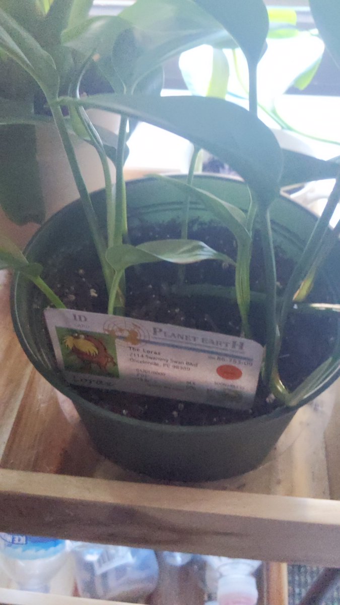 GreavesNicolas's tweet photo. The specific soil mix in this house plant gives it the right nutrients, acidity, and consistency to grow.
#Apesland 
@franklinlorax https://t.co/OK7HGfCDG6