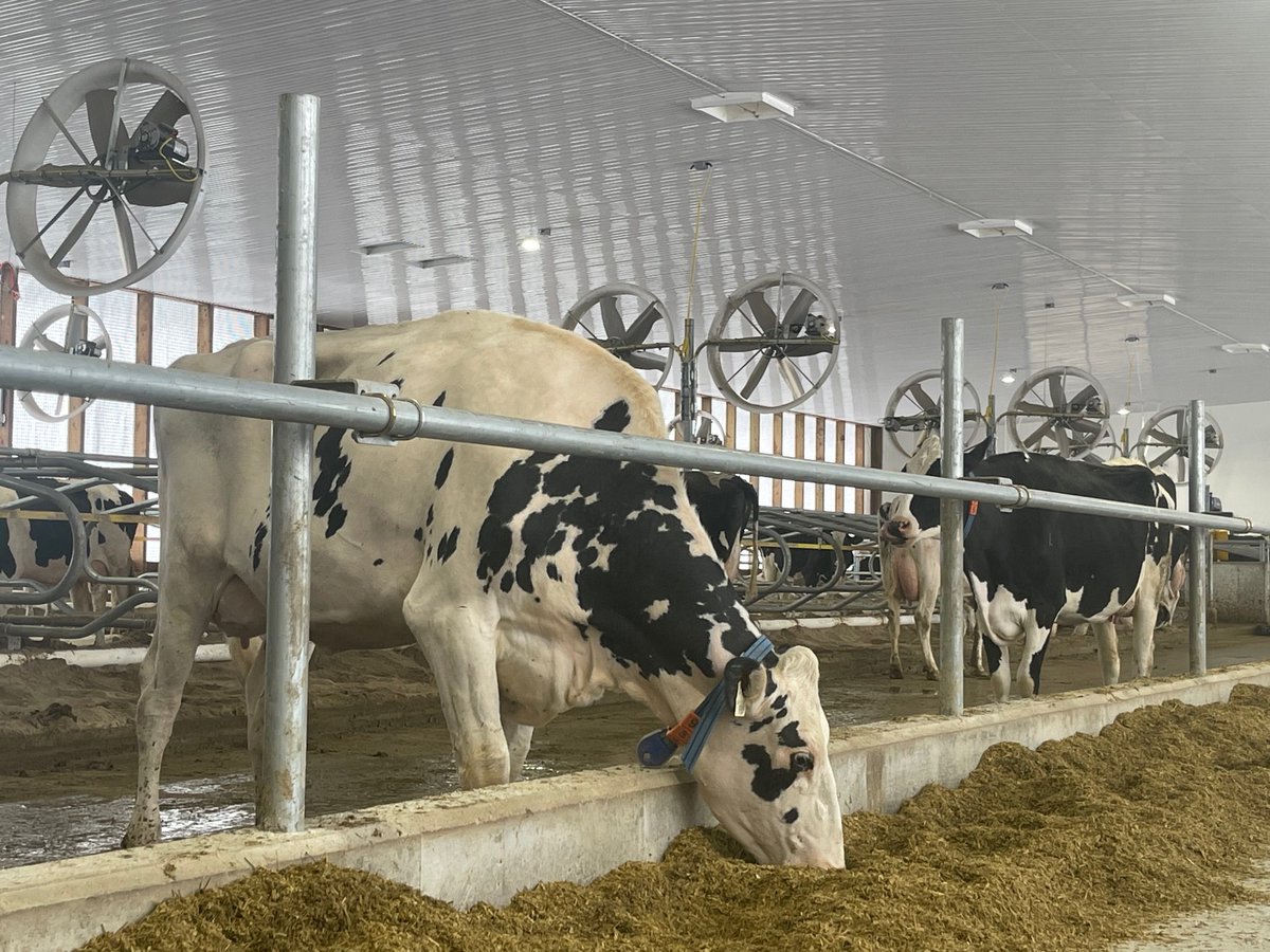 Check out this great looking install by <a href="/jel_ltd/">John Ernewein Ltd.</a> at @belmoralfarms near Belmore, ON. This install features our No-Main Curtain System, Nova-Lite Vu Panels, Max-Vent Insulated Chimneys &amp; Expert Tri-Star Controls with Weather Station! <a href="/NorwellDairy/">Norwell Dairy</a> #OntAg #CdnAg #sunnorth