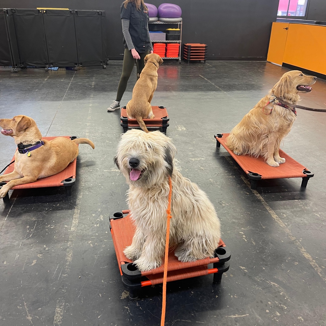 PCDogTraining's tweet photo. Starting off the week strong and excited to see some progress! We hope to see you soon! 💪🏽 🐾🐶 https://t.co/RePQyWAcXc