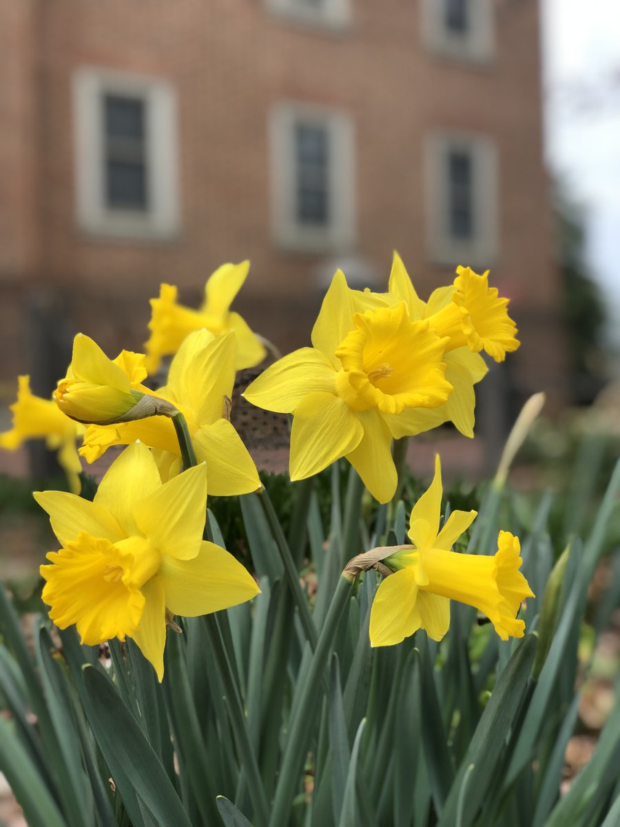 WMAlumni's tweet photo. Daffodils are popping up around campus, heralding the arrival of spring before students head out for break at the end of the week. Have you seen signs of spring yet? #wmInSpring https://t.co/2UyW1TFhd4
