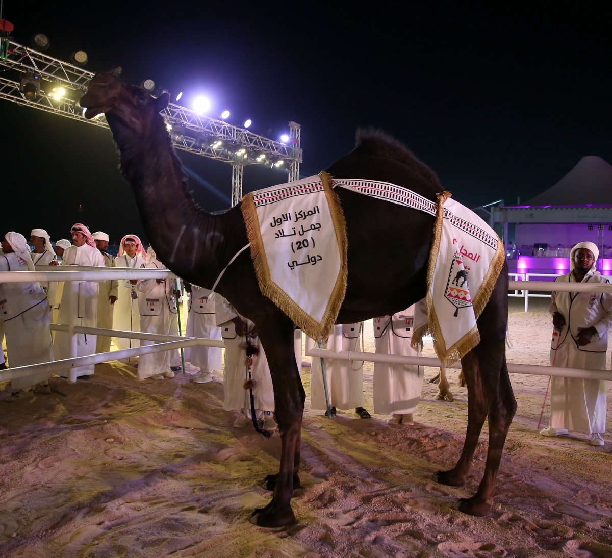 QCamelMC's tweet photo. 🇰🇼
تستاهل الناموس

نبارك للسيد/ محمد عبد الرحمن علي المري
🥇المركز الأول

شوط جمل تلاد 20 (نخبة تلاد)
لفئة المجاهيم - دولي

#مهرجان_قطر_للإبل
#جزيلات_العطا 🐪 https://t.co/1XmpyEkdWe