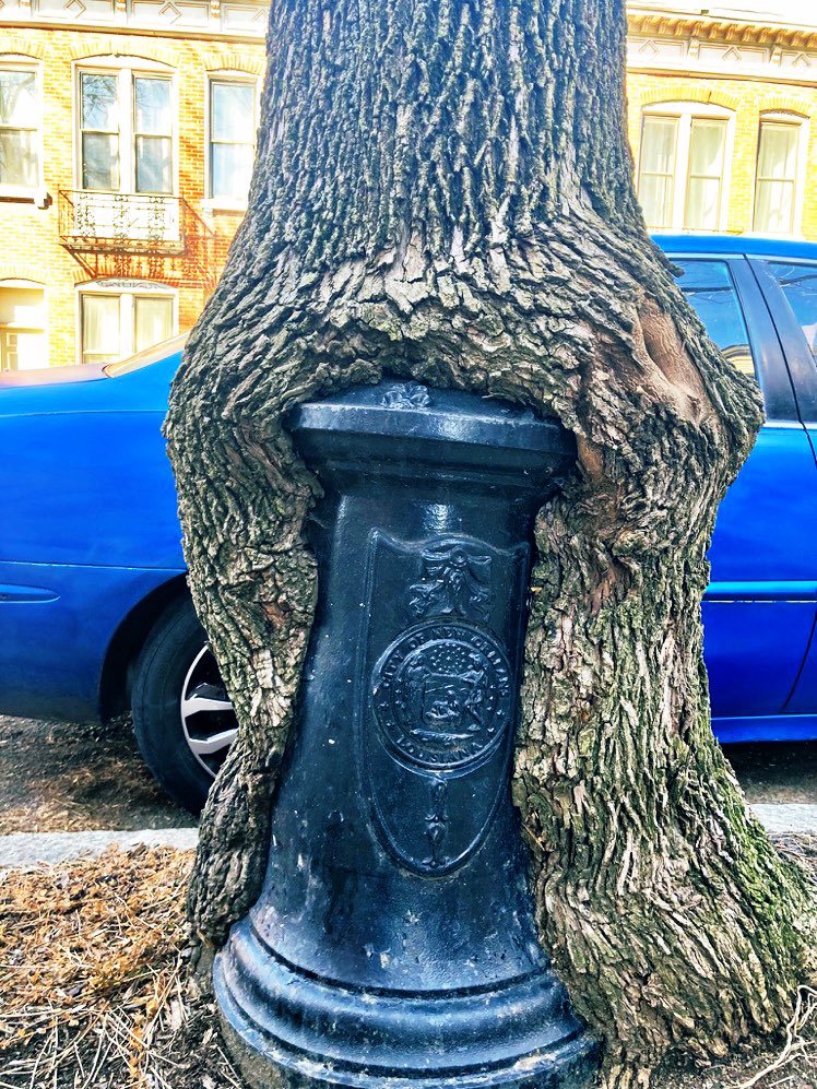 WorldBollard's tweet photo. Total respect from the tree.
#WorldBollardAssociation https://t.co/hvZivxZ0cy