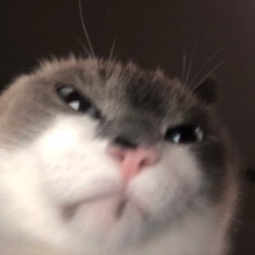 In my countless days of research I found out the internet loves cat pics, and will reject everything else it sees.