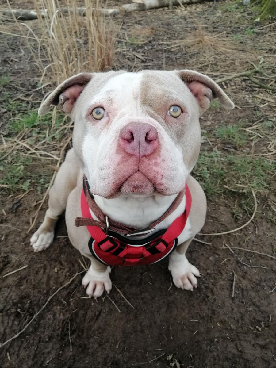 AdoptionsUk's tweet photo. Please retweet to help Grace find a LONG TERM PALLIATIVE CARE FOSTER HOME #BRIDGEND #WALES 🏴󠁧󠁢󠁷󠁬󠁳󠁿
Grace is looking for a caring foster home within 1 hour's drive of CF72 9NH

DETAILS or APPLY👇
https://t.co/WdBeKZaE1E
#dogs #dogsoftwitter https://t.co/iZlIUlKRW1