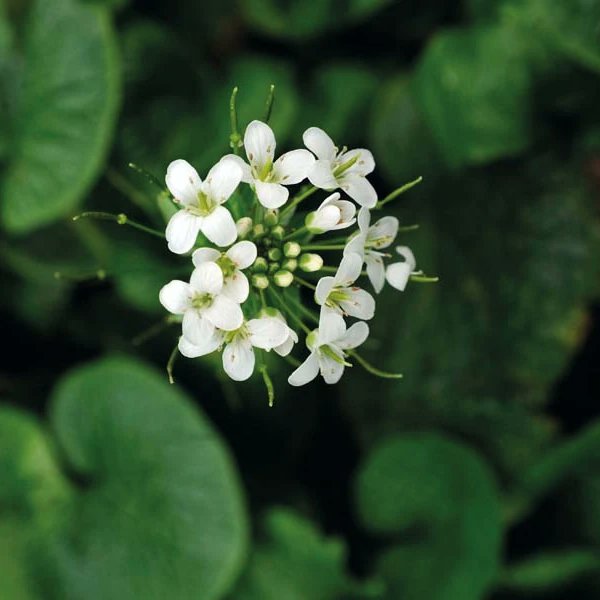 WasabiGrowersUK's tweet photo. We thought they might not bloom this year, but Wasabi Flowers have finally arrived! 🌸🌸🌸
https://t.co/tQZiRkwQZw
#cheftalk #cheffy #realchefs #foodiesuk https://t.co/d8eM4pKvf2
