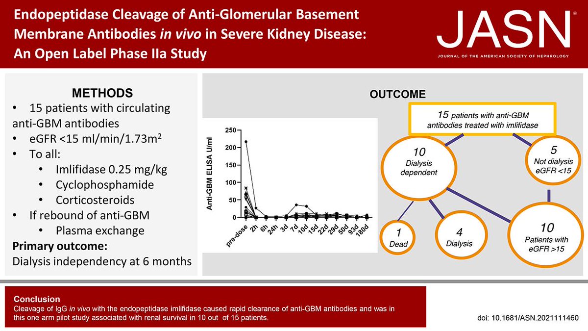 JASN_News's tweet photo. Kidney survival is poor in patients with circulating anti–GBM antibodies &amp; severe kidney injury. This study found that single dose of imlifidase led to kidney survival without major safety issues in 10 of 15 patients with anti-GBM disease &amp; poor prognosis https://t.co/6QSkm3p6AT https://t.co/cgDJUDcOZy