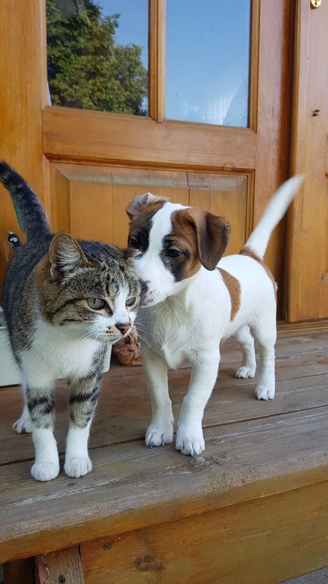 Telmaa1996's tweet photo. 🐶:I want to tell you my secret🤭👂
#animal 
#NaturePhotography https://t.co/KTt3DV2tIo