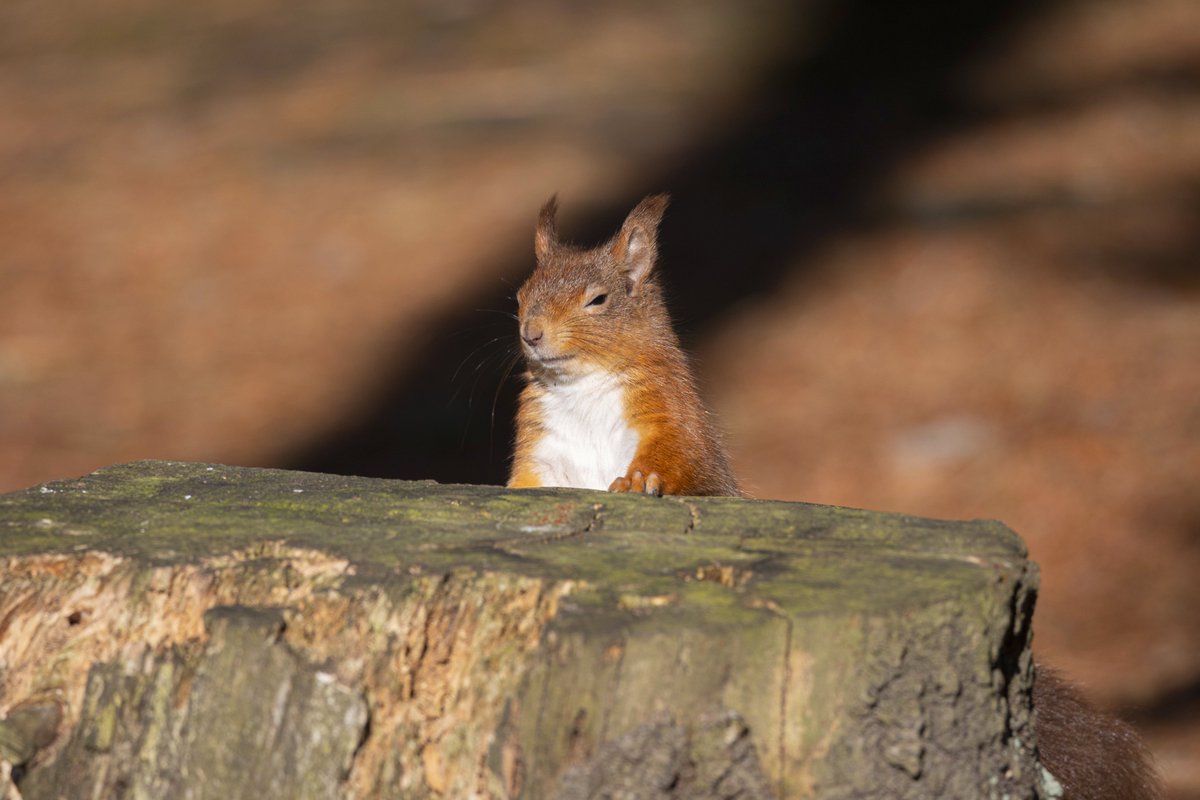 "Squirrel therapy" So lucky to see a red squirrel today in March sunshine, Northumberland. <a href="/StormHour/">#StormHour</a> <a href="/ThePhotoHour/">#ThePhotoHour</a> #wildlifephotography #NaturePhotography