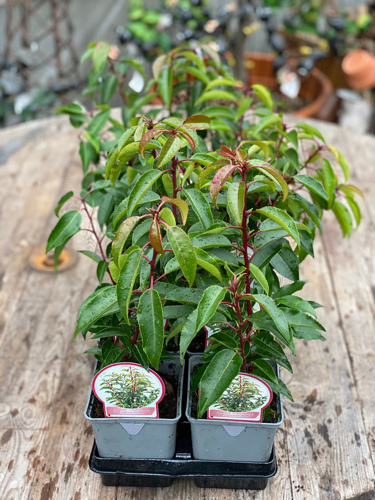 Check out this product 😍 Prunus Lusitanica "Angustifolia" - 1 Litre 😍 
by Woolley Moor Nurseries. 
Shop now 👉👉 bit.ly/3MyXGwf