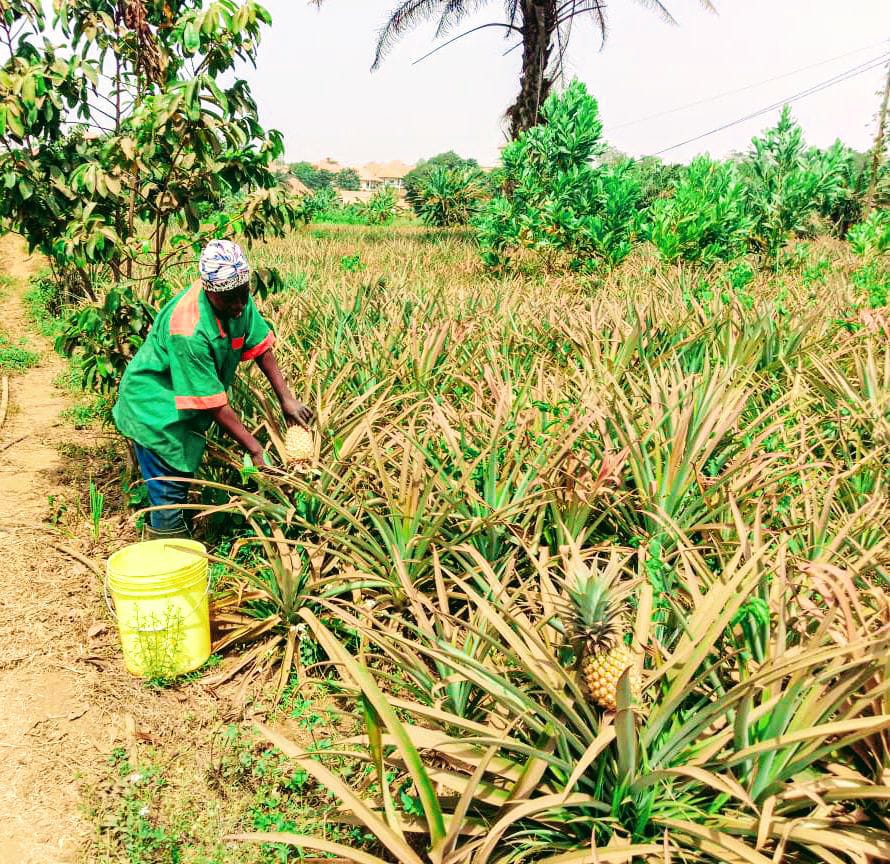 Virginie de BAGLION DE LA DUFFERIE tweet media