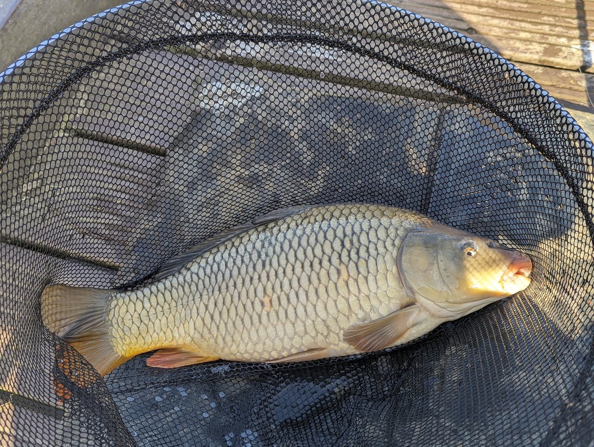 Titch_World's tweet photo. Some of the carp from today 🎣 #HereFishFishFishy https://t.co/oTy1Wwf376