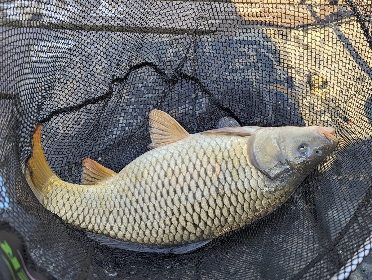 Titch_World's tweet photo. Some of the carp from today 🎣 #HereFishFishFishy https://t.co/oTy1Wwf376