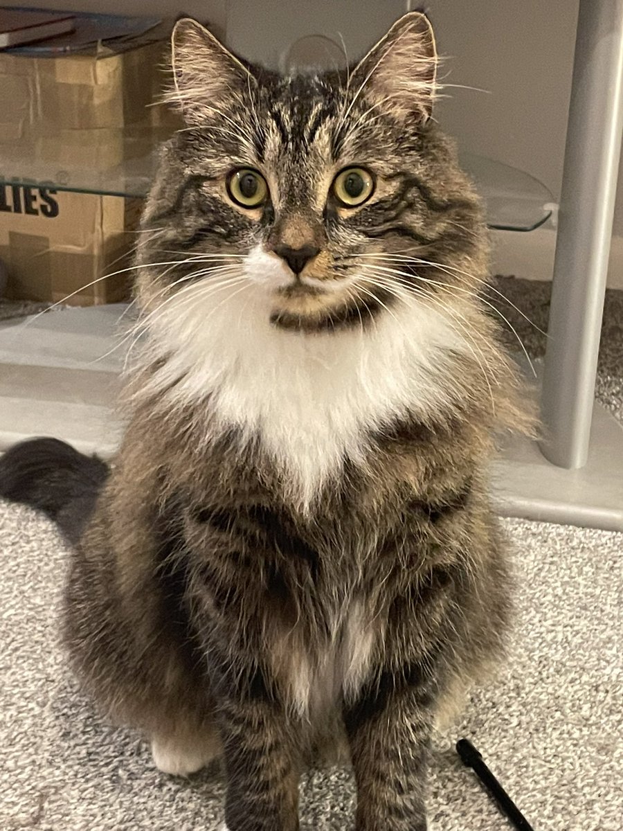 RalphieCat_'s tweet photo. How’s everyone week going? 😻#catsofinstagram #CatsOnTwitter #AdoptDontShop #TABBY #ralphie https://t.co/mzIzM5WA4s