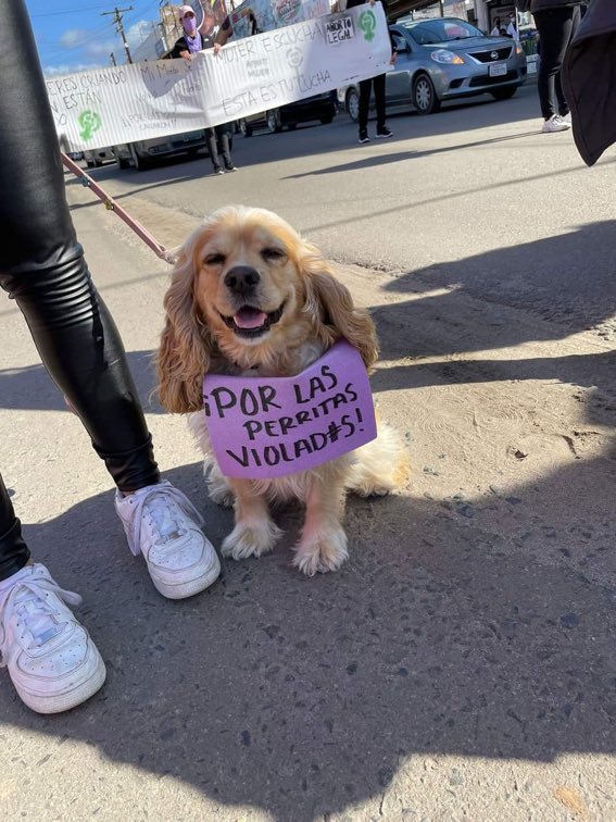 Por las perritas violadas por tuiteros con avatar de perrito :(