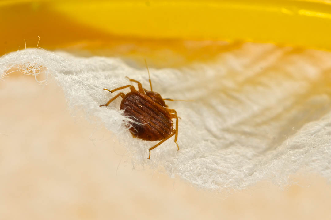AmericanPestCo1's tweet image. Our experienced exterminators will locate and eliminate any infestations at the source, protecting you and your property from further damage. #BedBugPestControl bit.ly/3qEK4GV