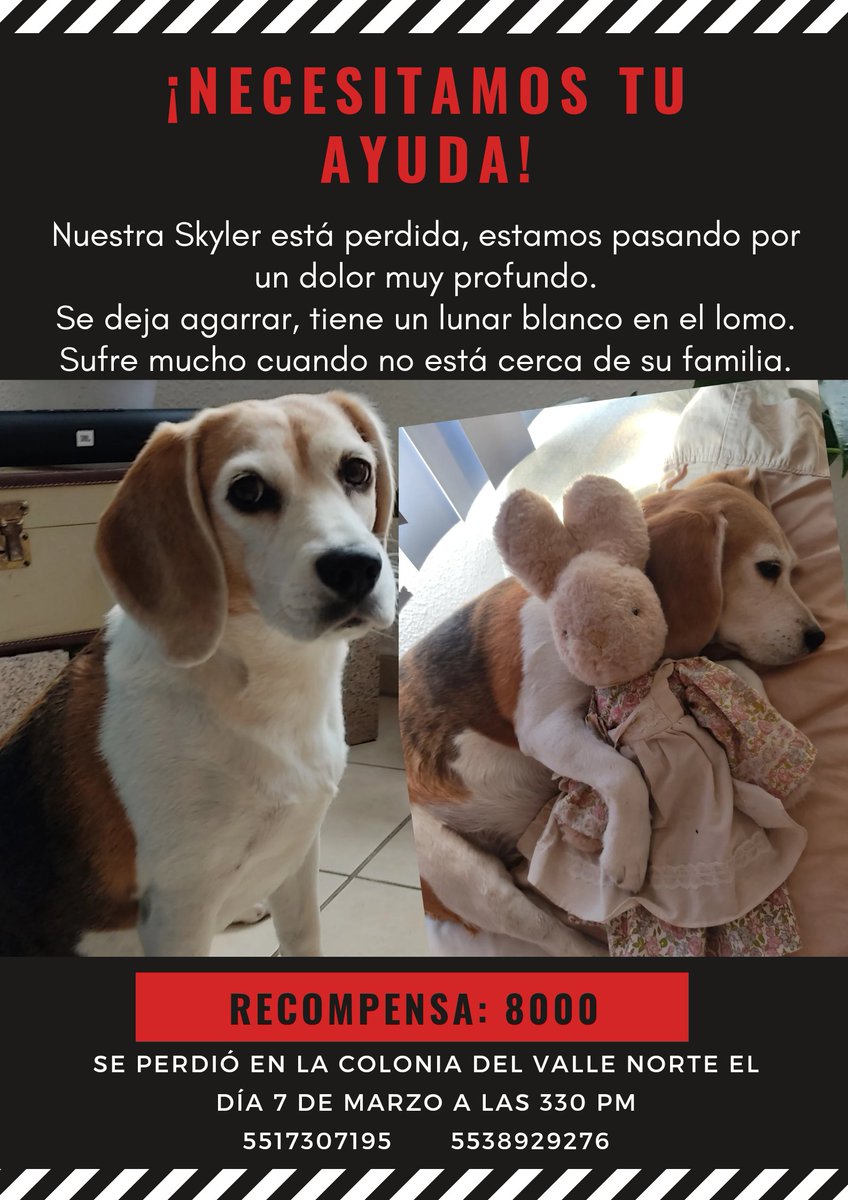 natssdiazz's tweet photo. Estamos viviendo una angustia que me dobla las piernas y me inunda la cabeza.
Mi bebé está esterilizada, si alguien la está reteniendo por eso. 
Llegó de 1 mes a mi vida, su sufrimiento es auténtico cuando no esta cerca de su familia.
Por favor.
Quiero creer en la humanidad! https://t.co/qzbJmMUsDC