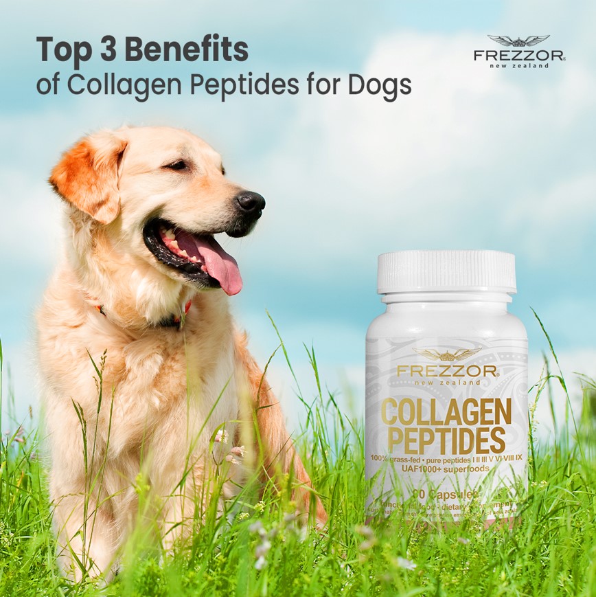 FREZZOR's tweet photo. Collagen can improve mobility in dogs afflicted with arthritis. It’s a natural supplement that helps to lubricate and protect connective tissues that support the hips and joints.

Get Yours Today: 
https://t.co/TVGOuKM2Ti

#FREZZOR #NewZealand #NutritionWithIntegrity https://t.co/Aj1OpRXyw6