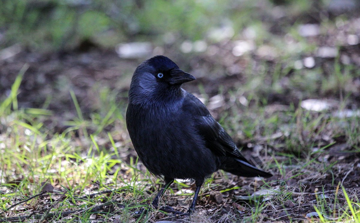 ChrisEverall's tweet photo. Jackdaw
@ThePhotoHour @RSPBbirders @Natures_Voice #TwitterNatureCommunity #birding #birdwatching #birdphotography https://t.co/f2xZ3FGL0b