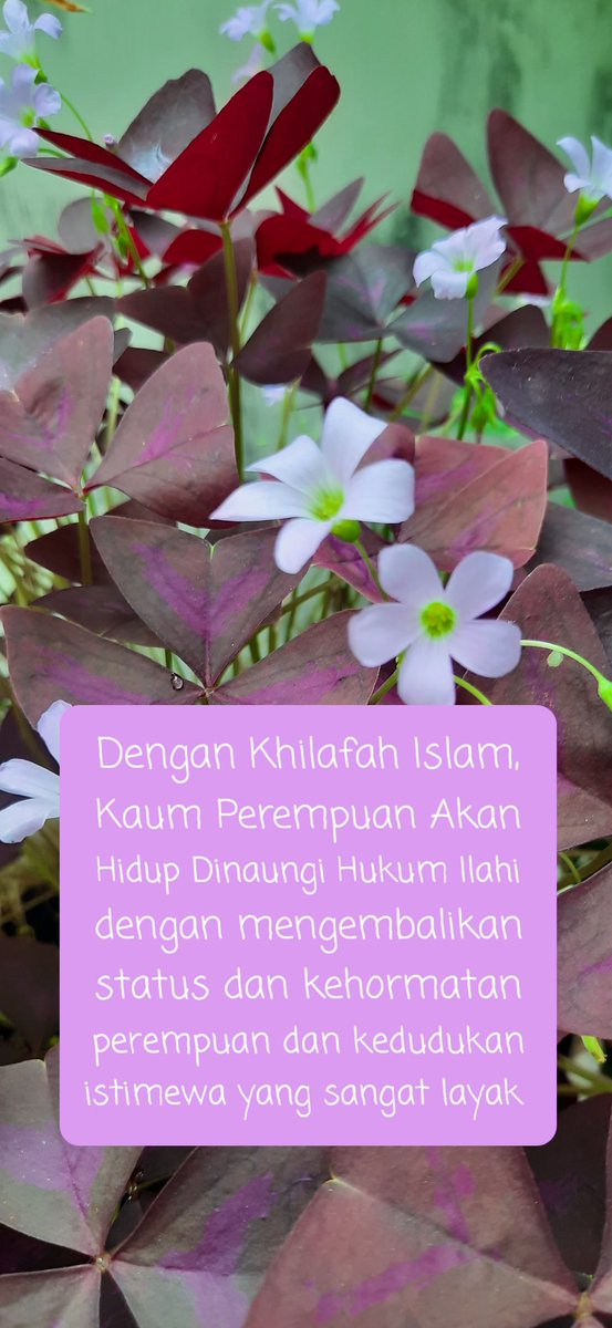 SyafBu's tweet photo. Demokrasi pasti memakan dirinya sendiri,  krn bersumber pd kepongahan Aqal manusia yg terbatas n lemah #KhilafahSolusiPasti
#KhilafahAjaranIslam https://t.co/wS2LJ15P08