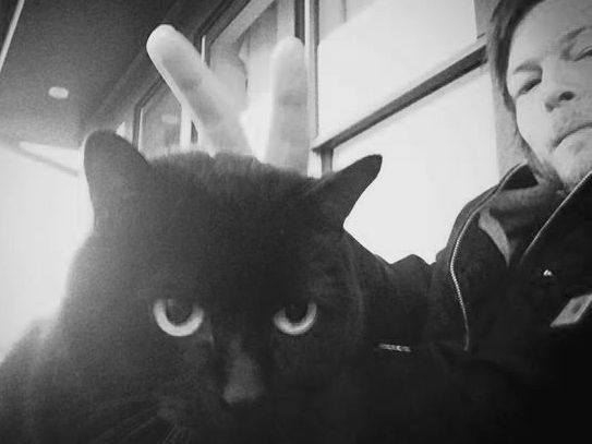 ninewood's tweet photo. In loving memory of Eye in the Dark.  The smallest member of the Norman Reedus family.  We will never forget you.  I still smile when I think of all the times you showed up in his interviews and love how you picked him and his family to spend your life with.  🐈‍⬛😿@wwwbigbaldhead https://t.co/FF3dDHULT2