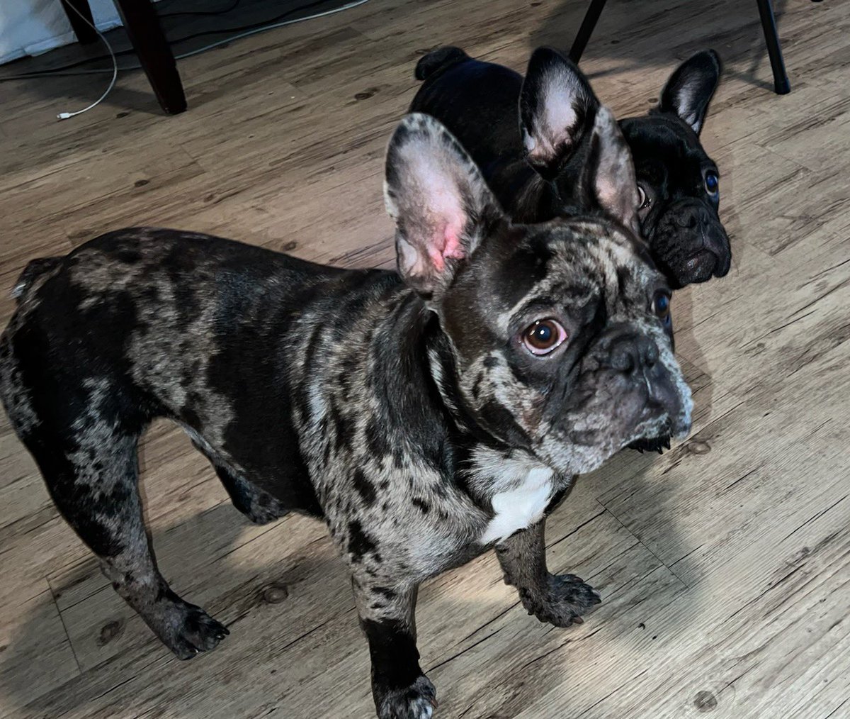 HalftimeMerle's tweet image. We are very good listeners #frenchie #DogsofTwittter