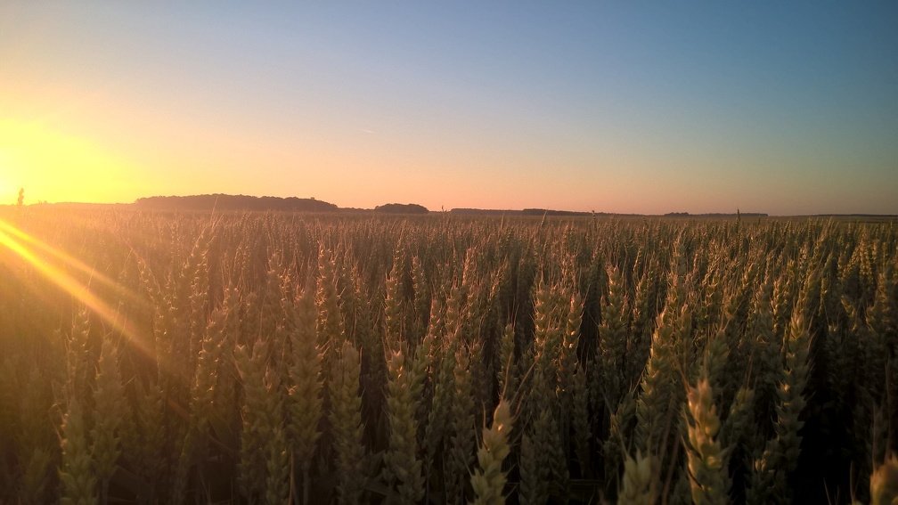 #UnpopularFacts

Fertiliser les 500000ha de céréales Bio en 🇫🇷 permettrait de gagner à minima 2,5T/ha.
Ces 1,25 mT correspondent aux importations annuelles du Liban
Coût marginal de ces tonnes supplémentaires : autour de 140€/T alors les cours dépassent aujourd'hui les 300€/T