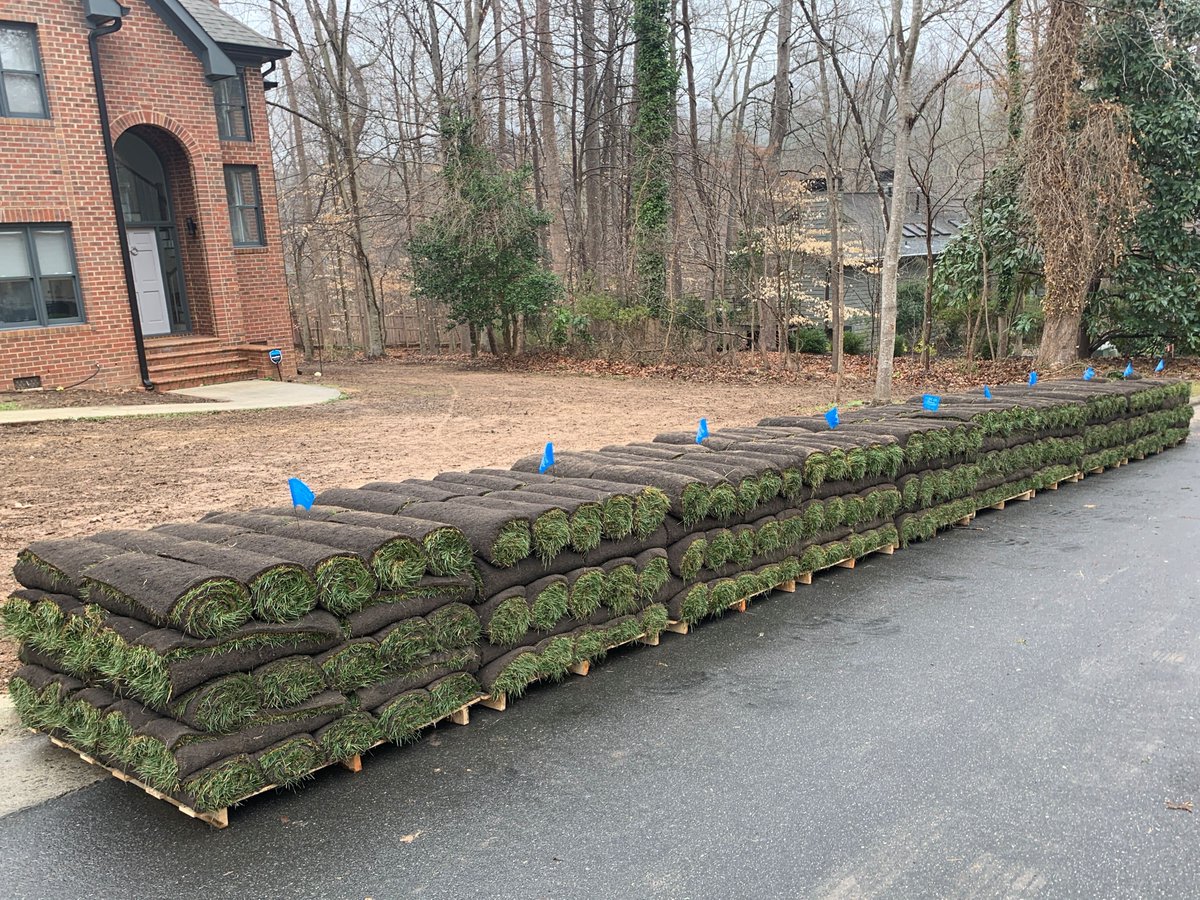 Fescue to the rescue 🌱
#fescue