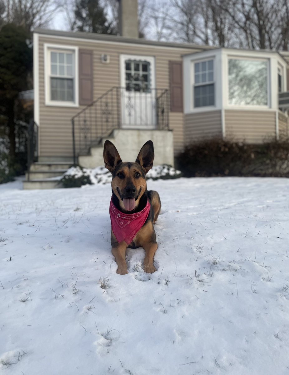 jackiefelice's tweet photo. officially an east coast pup! https://t.co/zsT196qCtz