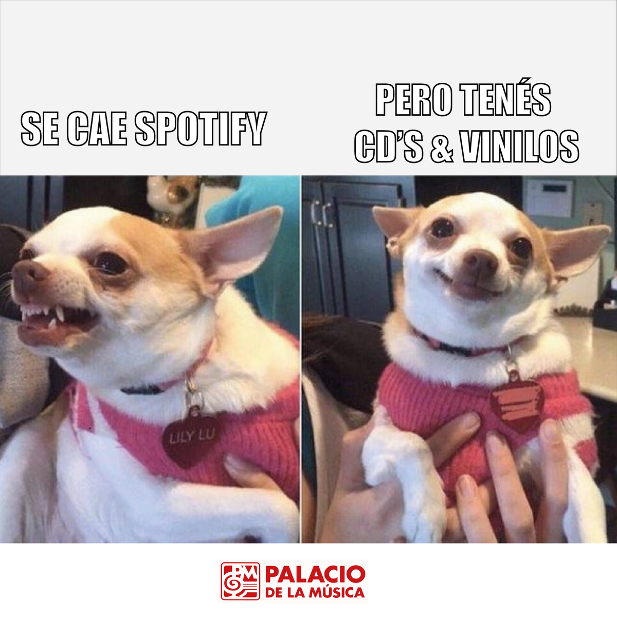 Perdón <a href="/spotify/">Spotify</a>, pero amamos los CD's &amp; los vinilos💿