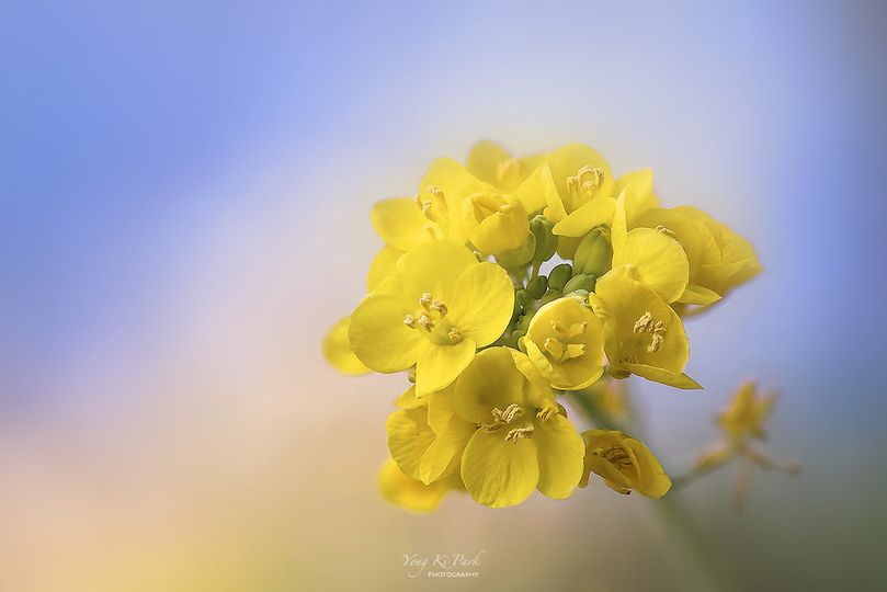 Spring
In grace of smell.
     Spring
In love's grace.
 
     Sleep unveiled,
     Rare sensation
What bee has been entered
     In my heart?

Uruguayan poet, Juana de Ibarbourou