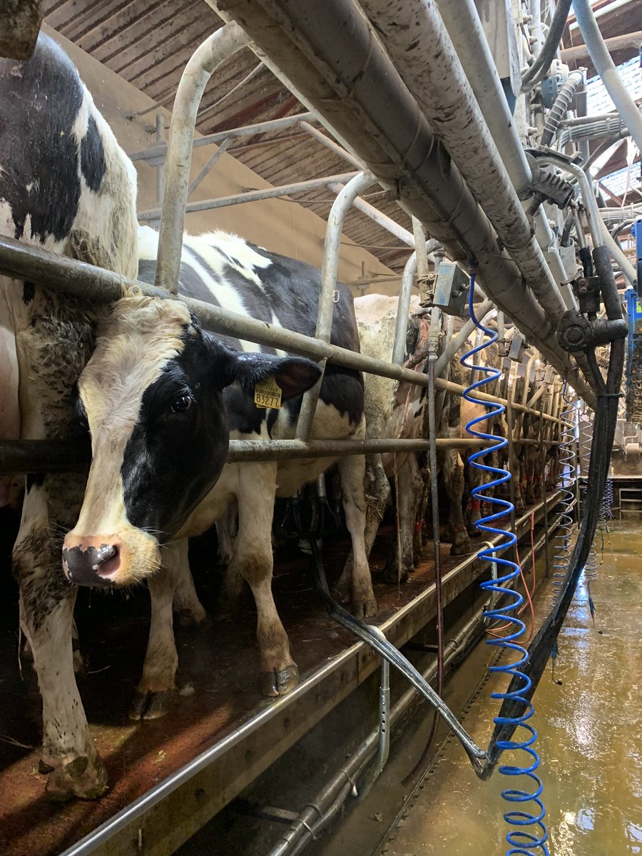 Sideways it is.. heifers 😅🙄