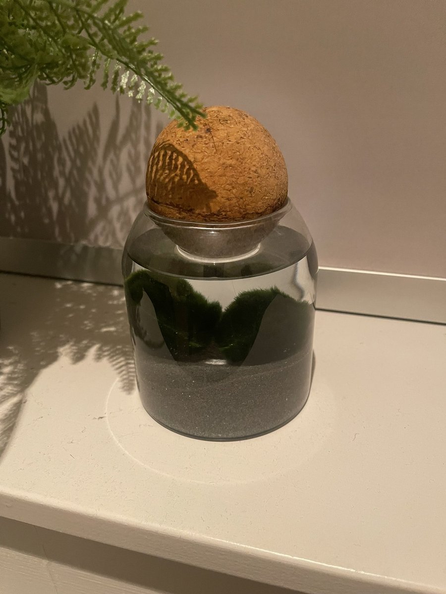 lewishaselock's tweet photo. @FishmansLabs These are my Marimo balls, or, moss balls £2.50 from Japan. They are living algae that need washing and pumping with salt once a month to keep them alive. 

Cheap, but very cool! https://t.co/CiThw47nQU