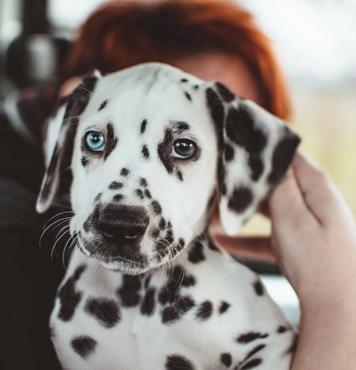 Loki The Dalmatian tweet media