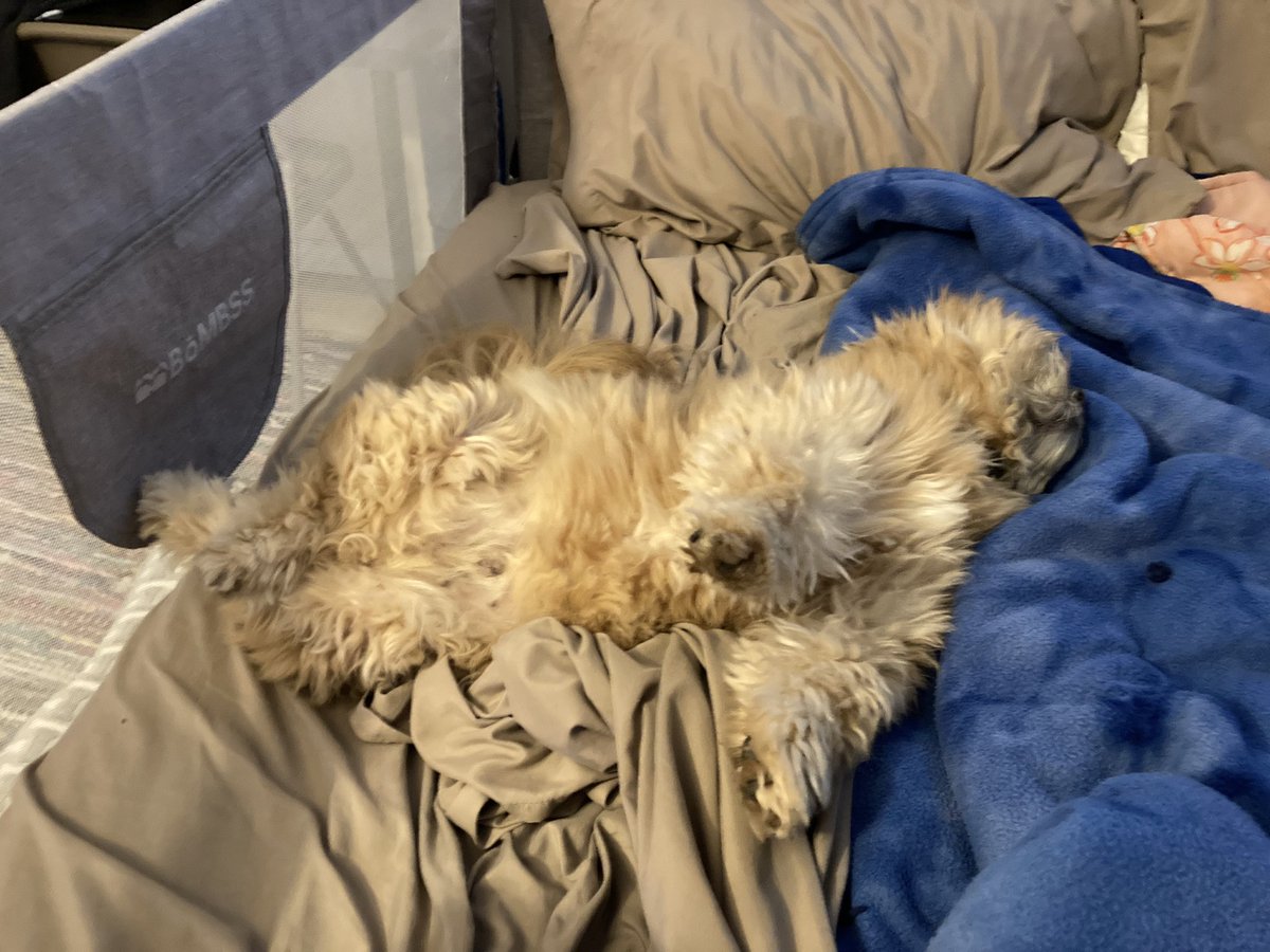 goodboygomer's tweet photo. Mom’s confession: sometimes she works from bed and then I get to be her assistant. #daynaps #naptime #comfy https://t.co/VHoxVApewQ