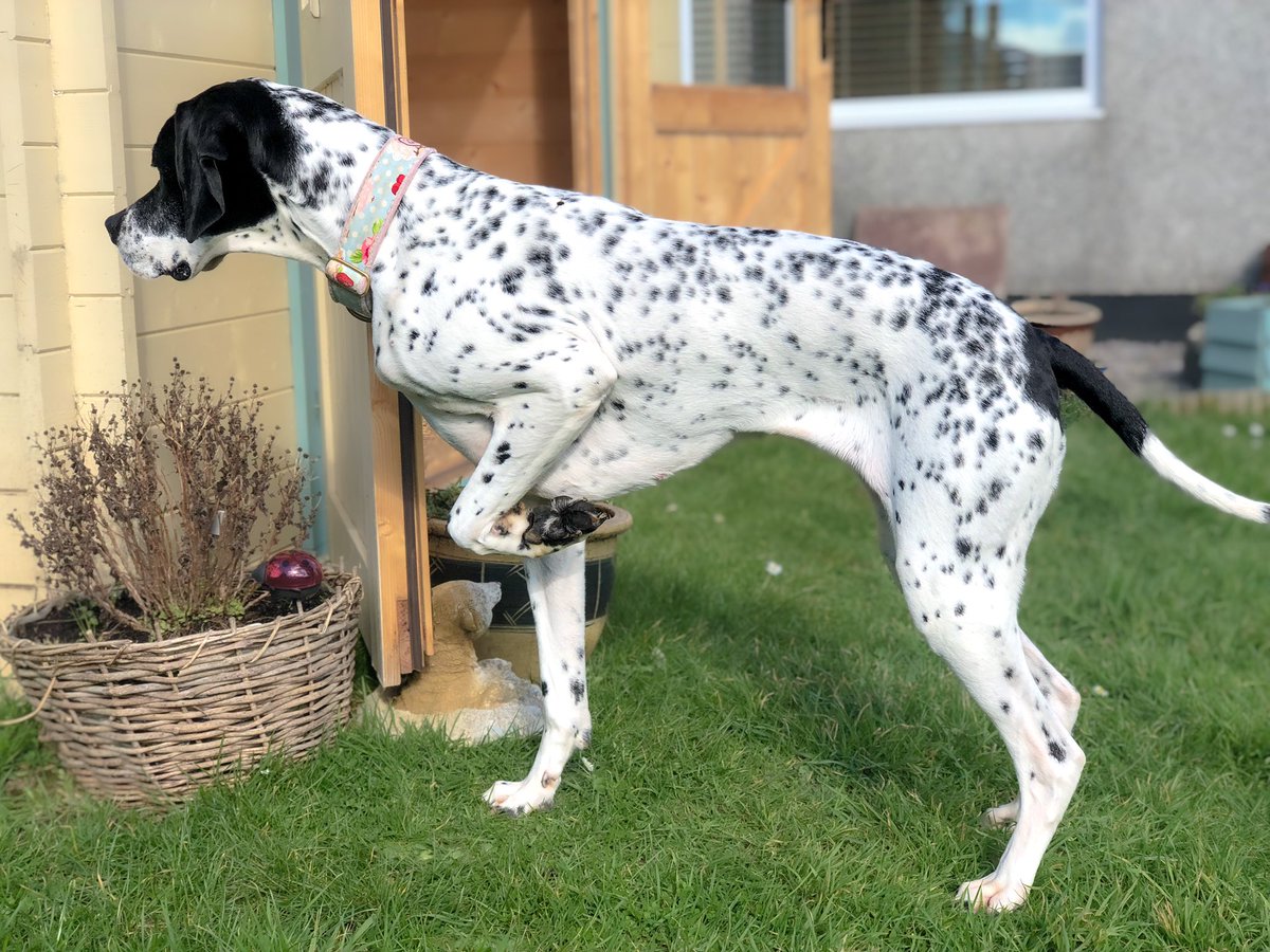 Pointing at bees 🐝 
#twitterdogcommunity #dogsoftwitter #dogslife #pointer