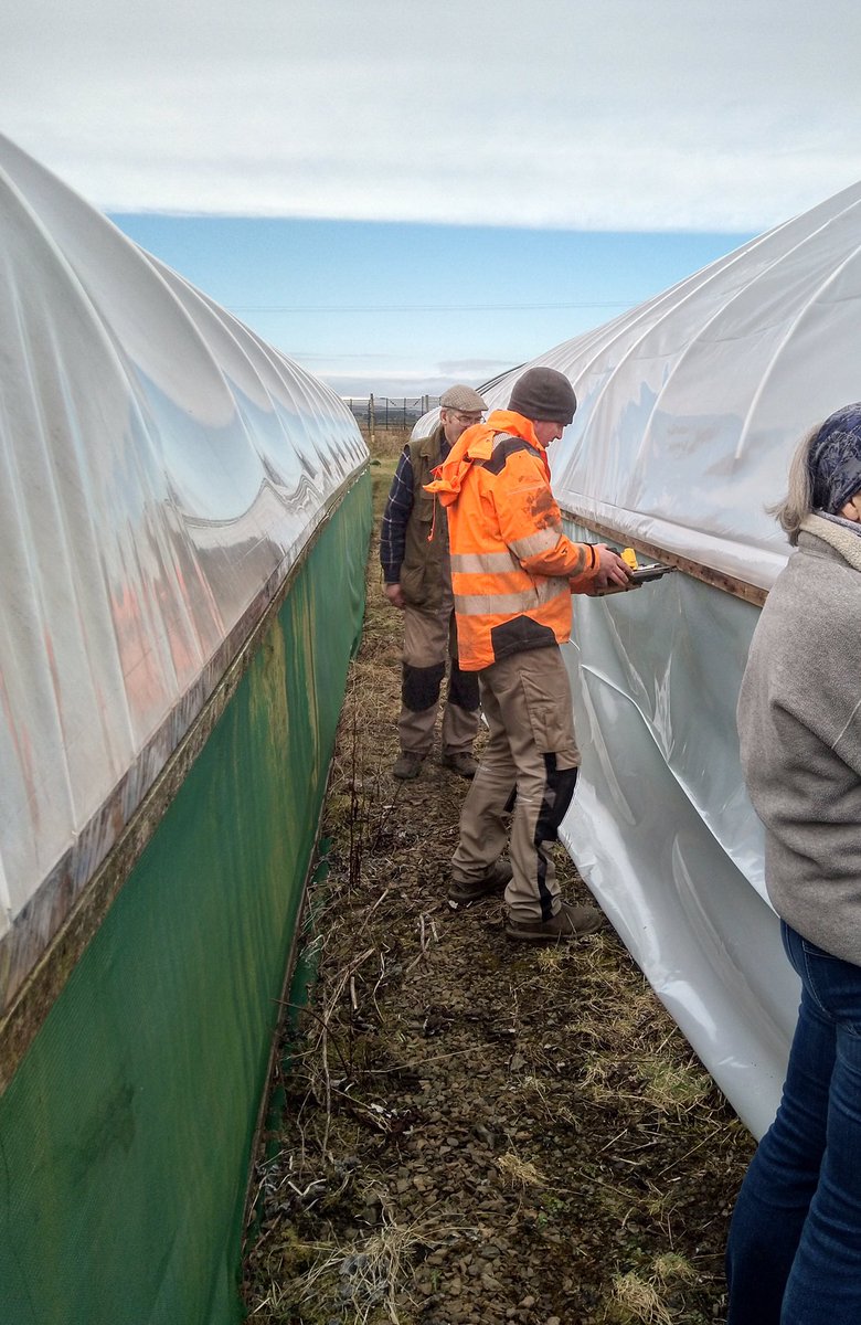 caithnessfruits's tweet photo. It’s been a great start to the month, in 3 days we have managed to recover 3 tunnels and pot out a few raspberries canes as well. 
I even managed to get the griddle out and make some griddle scones to feed the helpers. Many thanks to all who helped us over the last few days! https://t.co/0eKlemmX4H
