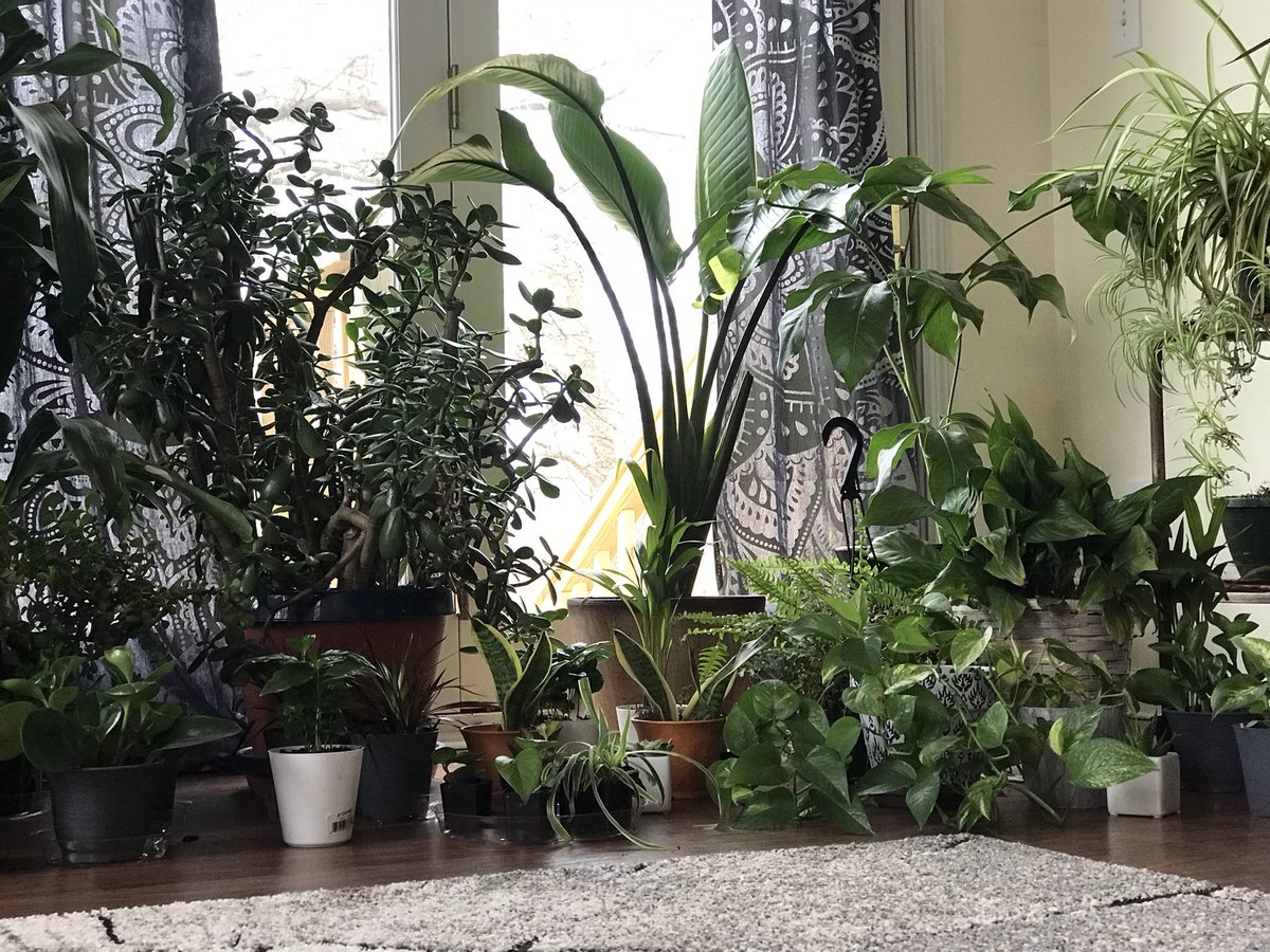 More of my babies in their class photo #plants #plantlove