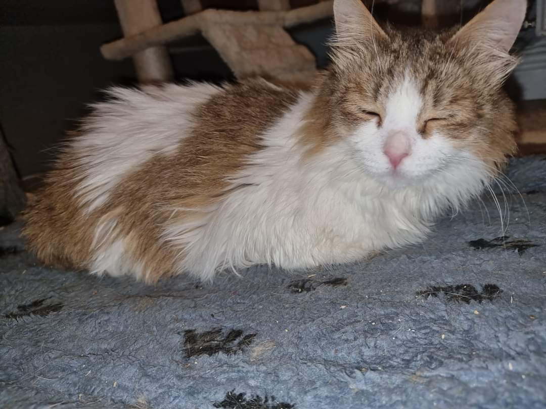 BCWRkittens's tweet photo. Madam Lollo is snoozing at BCWR following having her bladder manually expressed.
This sweet little lady can be a proper little madam, but we relentlessly love her.❤
#CatsOfTwitter #catrescue #purrfectlyimperfect #loverescuecats #bcwr #bradfordcatwatchrescue #lollotherescuecat https://t.co/H3Mq1Rb8gI