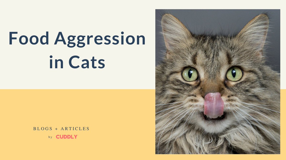 welovecuddly's tweet photo. Does your cat turn into a Tasmanian Devil when it's meal time?
⁠
Why would your sweet and friendly #cat become a tiger on the loose? Plain and simple, it’s food aggression.
⁠
Learn more here: https://t.co/EcH4FlIppJ

#FoodAggression #blog #catblog #cat #cats #animalwelfare https://t.co/OM8FeZKicD