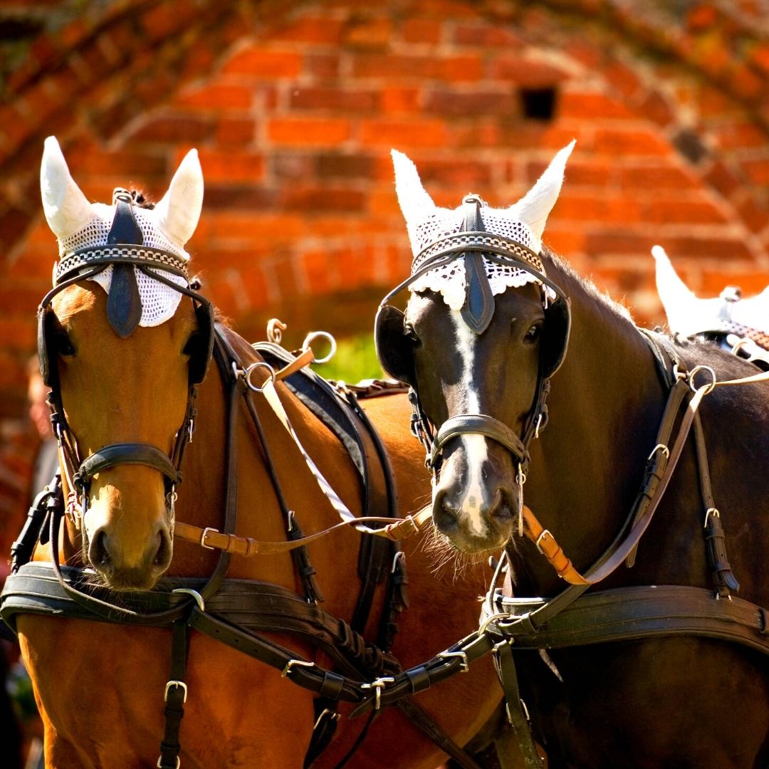 stablebuzz's tweet image. Asian nomads probably domesticated the first horses some 4,000 years ago, and the animals remained essential to many human societies until the advent of the engine. 

To learn more, check out this article by @NatGeo - on.natgeo.com/3Bmx6l9

#horses #horsehistory #horseculture