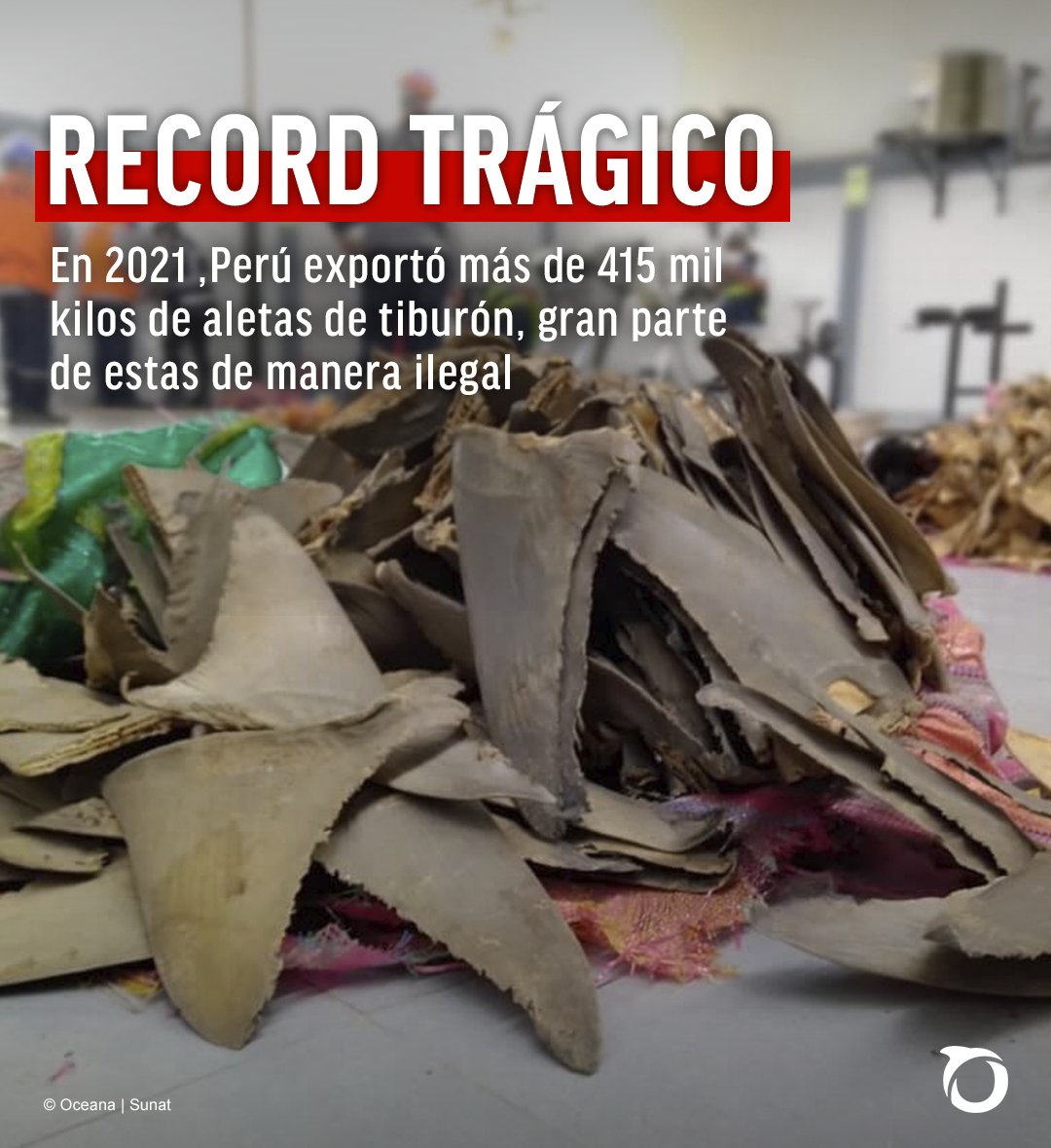 Oceana_Peru's tweet photo. ⚠ Durante la pandemia, la exportación de aletas de tiburón hacia China, Hong Kong y Singapur se incrementó y alcanzó cifras históricas en 10 años. https://t.co/zLAHPxSz1D