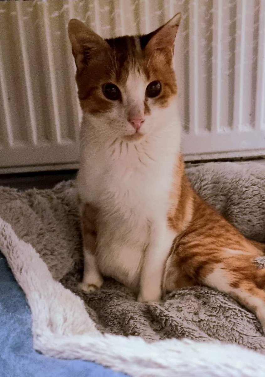 BCWRkittens's tweet photo. Beautiful 'Happy' is just that.
This brave and bold girl is such a content little lady and isn't fazed by having her bladder expressed several times a day. #happytherescuekitten #bcwr #catrescue #CatsOfTwitter https://t.co/lqwUcUFXQm