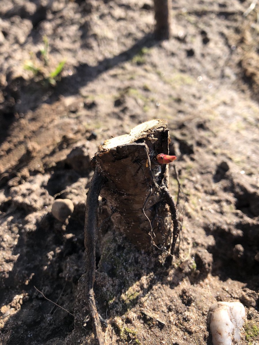 With all the tops off,  we have a field of stumps , hoping for some decent weather so the little shoots will grow into saleable roses by this September #jonestherose #rosegrower #cheshireroses #familybusiness #springshoots #fieldwork