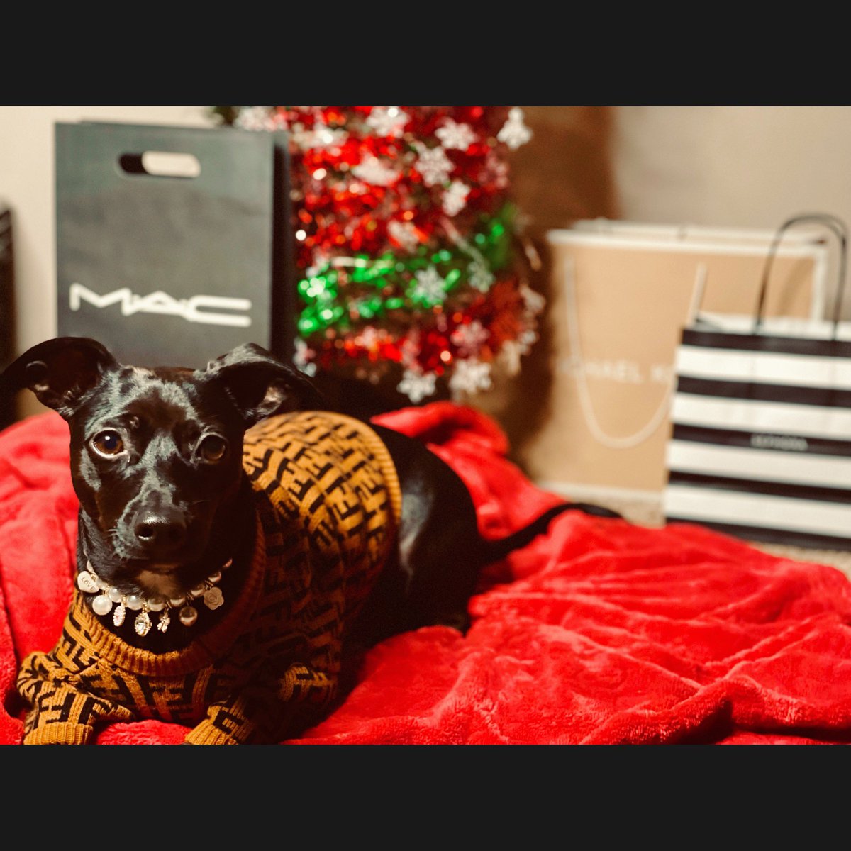 thejudyleee's tweet photo. @_benjvmins_ Literally the exact reason why I adopted my Queen. She came with her litter and I hand picked her. I’ve worked with animals for over 5 years, and I see it ALL the time. https://t.co/qWt3OJztF4