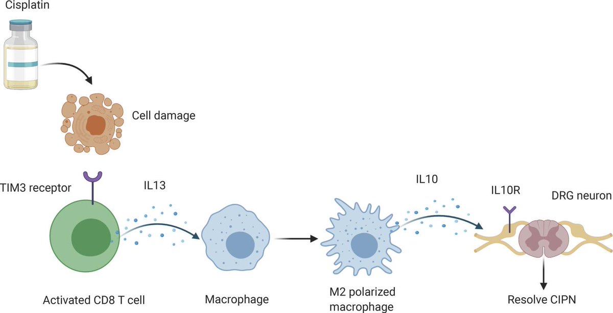 New paper in <a href="/JCI_insight/">JCI insight</a>: CD8 T cells and M2 macrophages collaborate to resolve pain. IL13 and IL10 are the players. doi.org/10.1172/jci.in… By Susmita K. Singh with @karenkrukowski <a href="/GeoffroyLaumet/">Geoffroy Laumet</a> <a href="/CobiHeijnen/">Dr. Cobi Heijnen</a> <a href="/JenolynF_A/">Jenolyn F. Alexander</a> <a href="/MDAndersonNews/">MD Anderson Cancer Center</a>