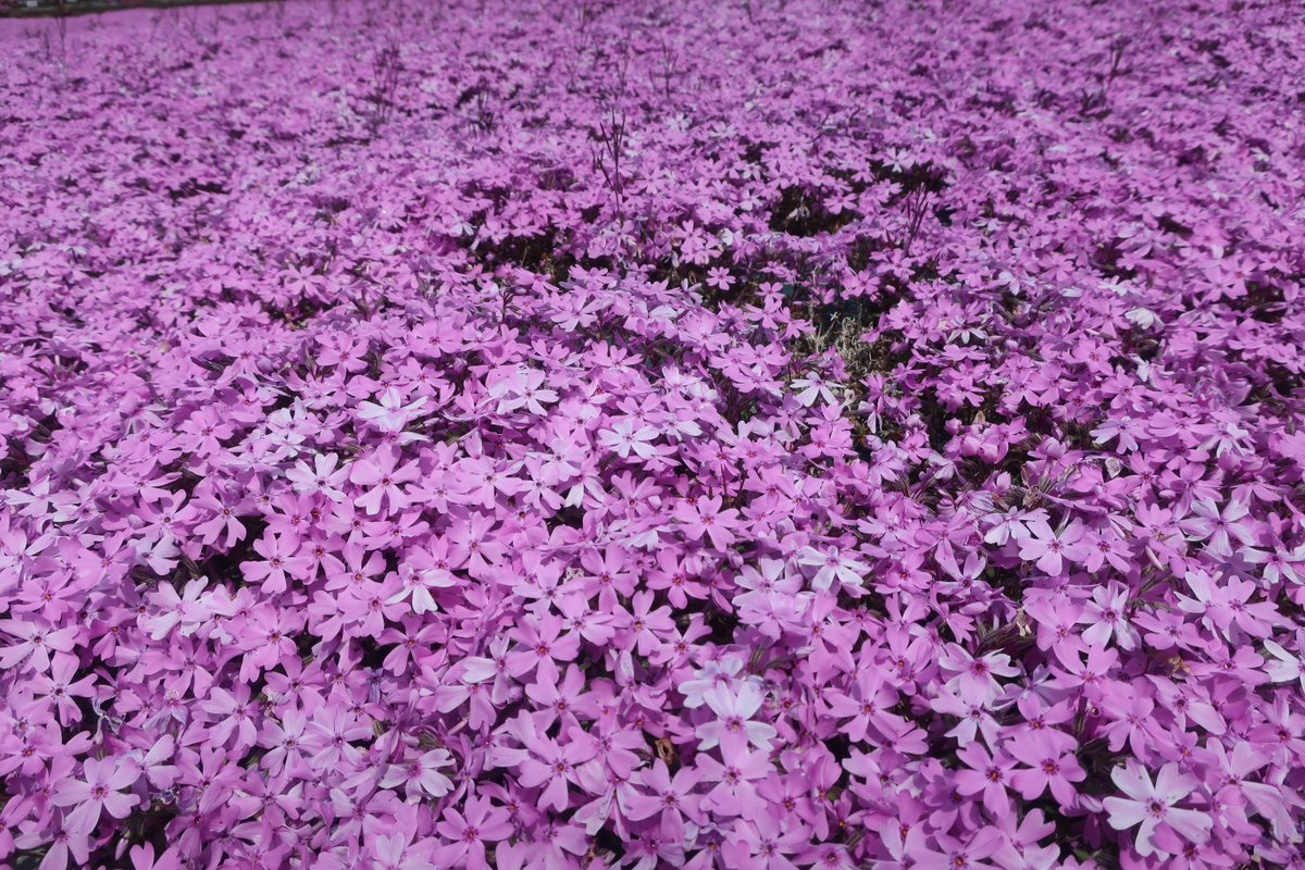 ささっち おはようございます 今日は3月9日 感謝の日 誕生花は芝桜 お誕生日おめでとう いつもありがとう カメハメハーーー T Co Xxa1rlkszr Twitter ささっち おはようございます 今日は3月9日 感謝の日 誕生花は芝桜 お誕生日おめでとう いつもありがとう カメハメハーーー T Co Xxa1rlkszr Twitter